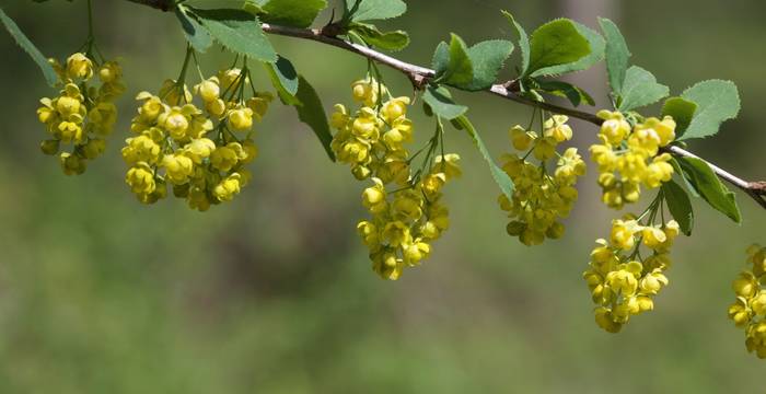 Crespino i fiore