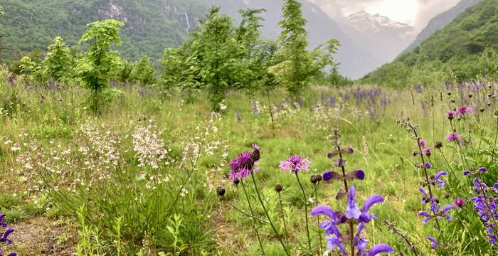 ATG Bodio riserva naturale prato 2024