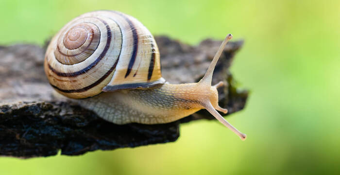La chiocciola fasciata, animale dell'anno 2025