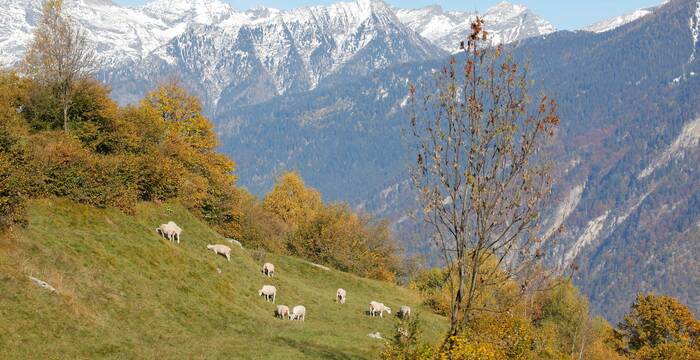 Pecore al pascolo
