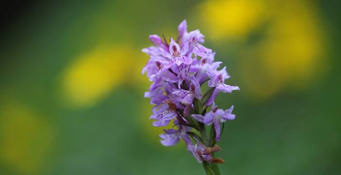 Orchidea maculata