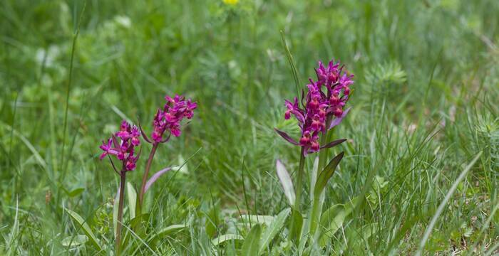 Orchidea sambucina