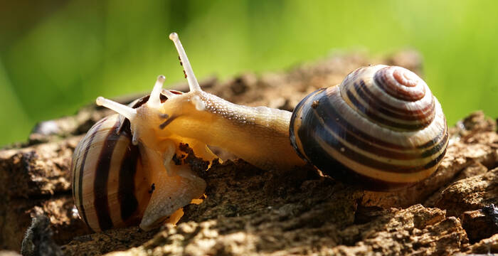 Chiocciole fasciate