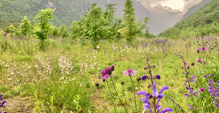 Gaisc Bodio Riserva Naturale prato