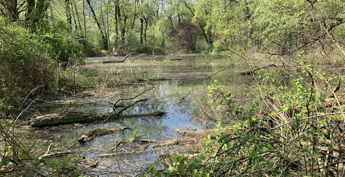 Riserva naturale Cugnoli Curti stagno