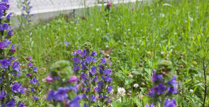 Sfinge del galio o macroglosso