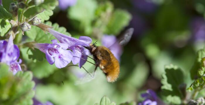 Bombylius in volo stazionario