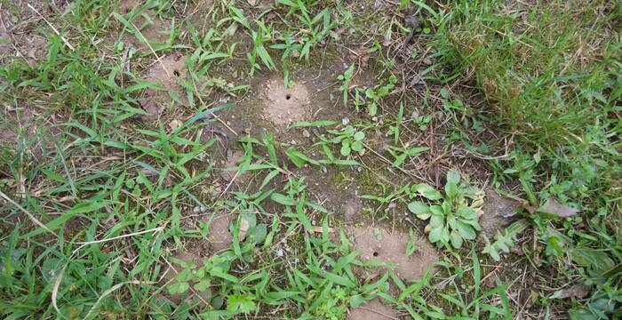 Nidi di api selvatiche