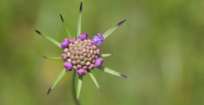 Vedovina selvatica in bocciolo