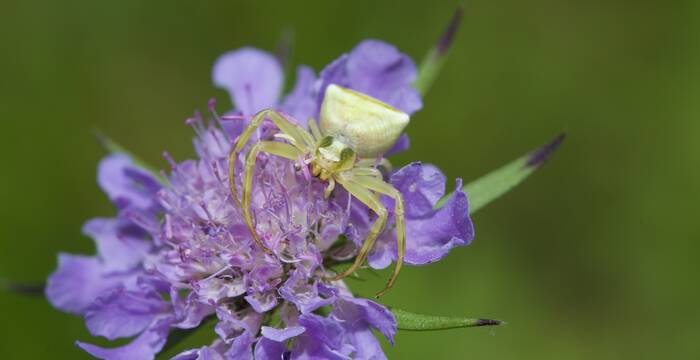 Vedovina selvatica con ragno