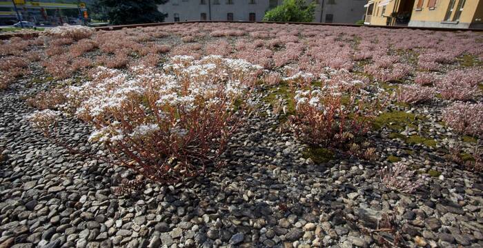 Tetto piano con piante grasse