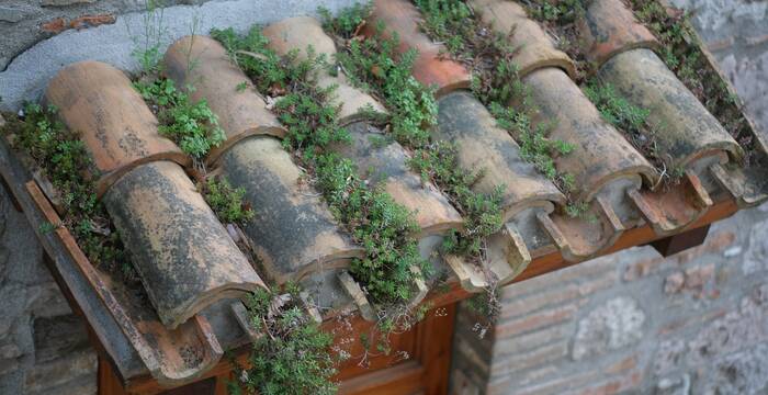 Un tettuccio un po' selvaggio