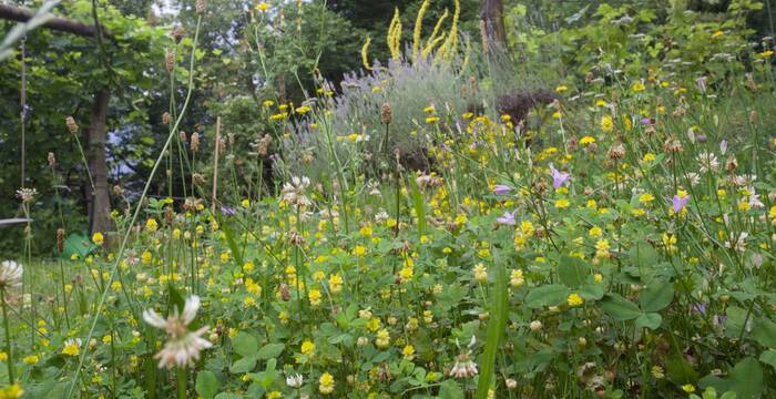 Un angolo con l'erba alta