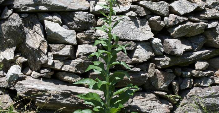 Tasso barbasso in pre fioritura