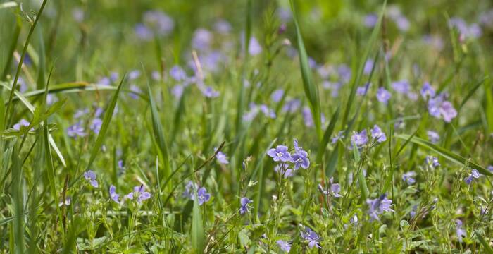 Veronica comune