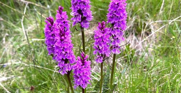 Dactylorhiza_fuchsii