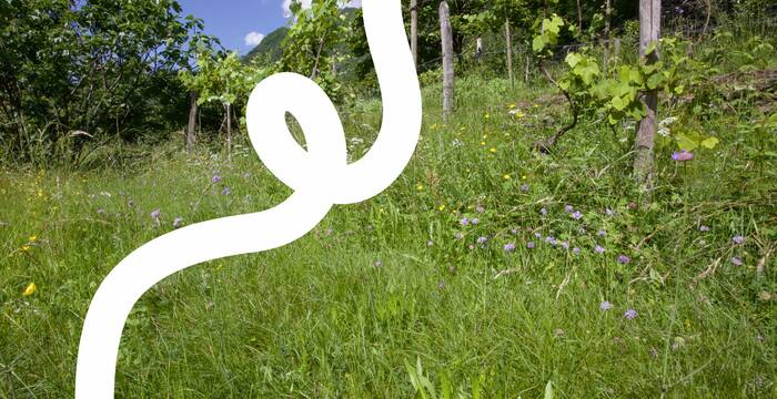 Prato fiorito con frutteto