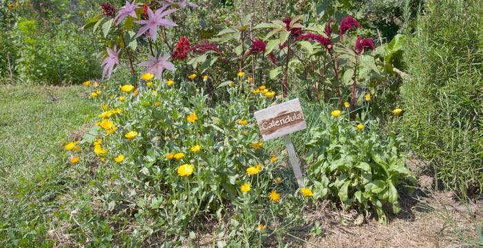 Aiuola di calendula