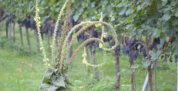 Verbasco - un'aiuola verticale a fioritura continua