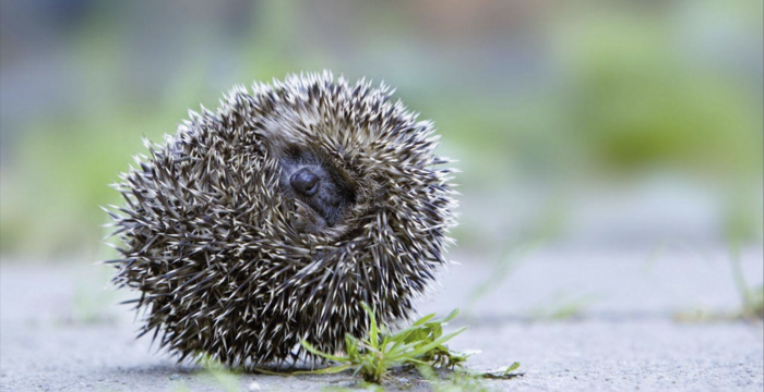Riccio appallottolato 