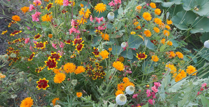 miscela ProSpecieRara Goldstrahl