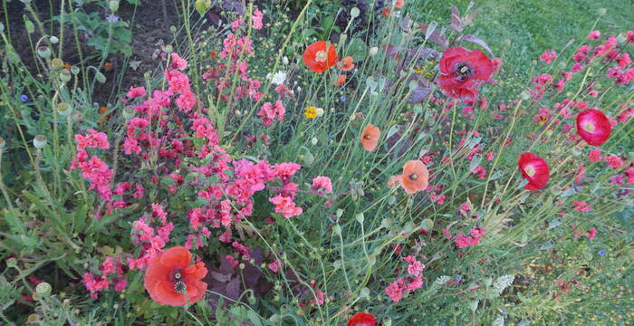 miscela ProSpecieRara Magic Ebikon