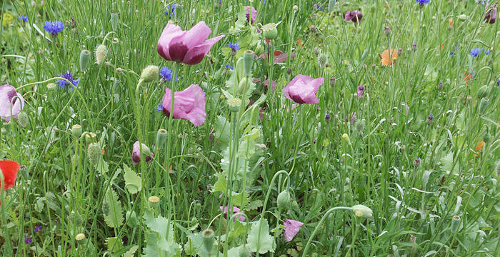 miscela ProSpecieRara Violetta