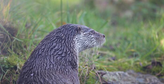 Lontra