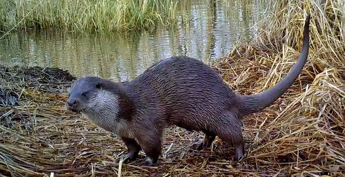 La lontra nel suo elemento: corsi d’acqua vicini allo stato naturale assicurano la sua sopravvivenza anche a lungo termine