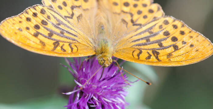 Argynnis paphia