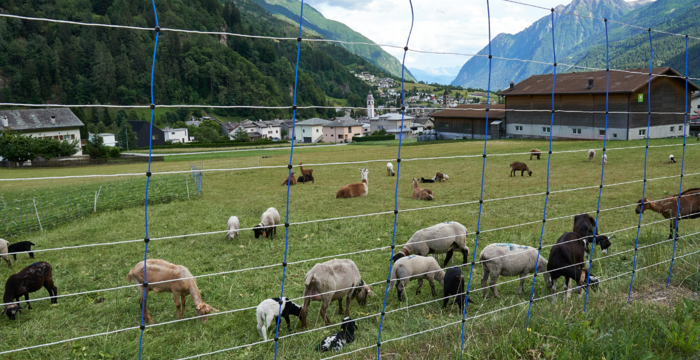 Protezione delle greggi