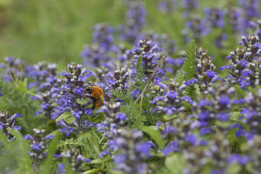 Ajuga reptans e bombo