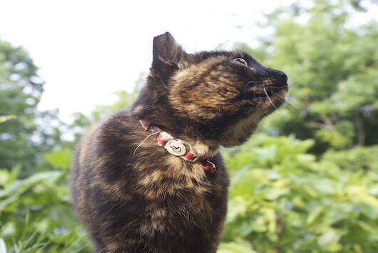 Gatto Mimmi