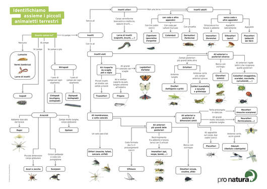 Chiave identificazione animaletti