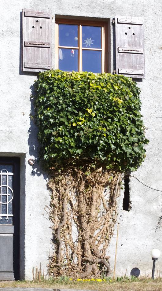 Balcone di edera