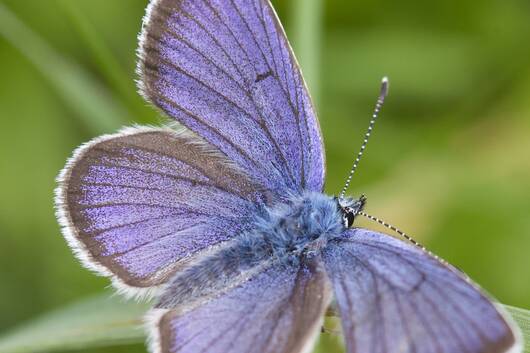 Cyaniris semiargus - Licenide blu