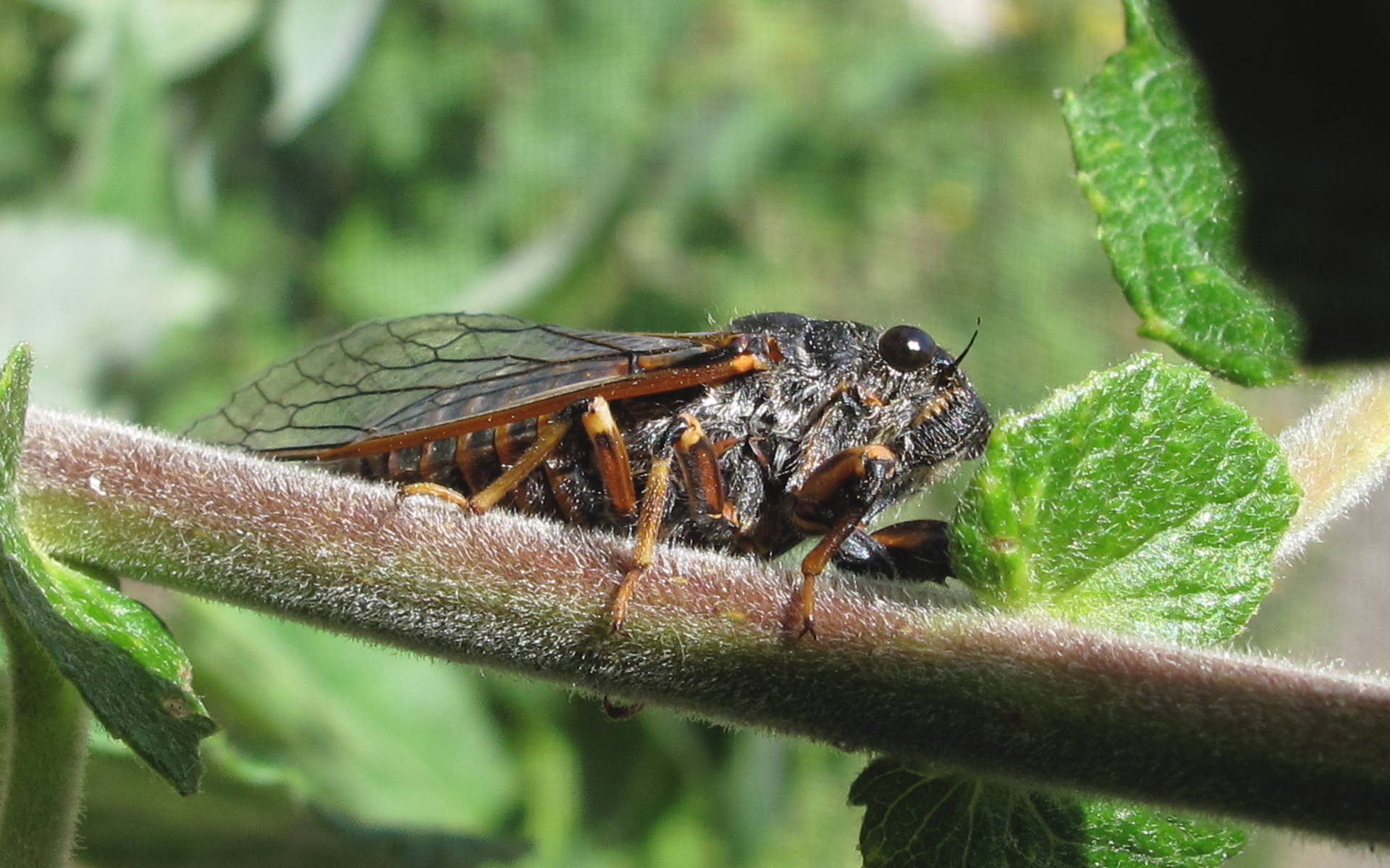 Cicadetta montana © Thomas Hertach