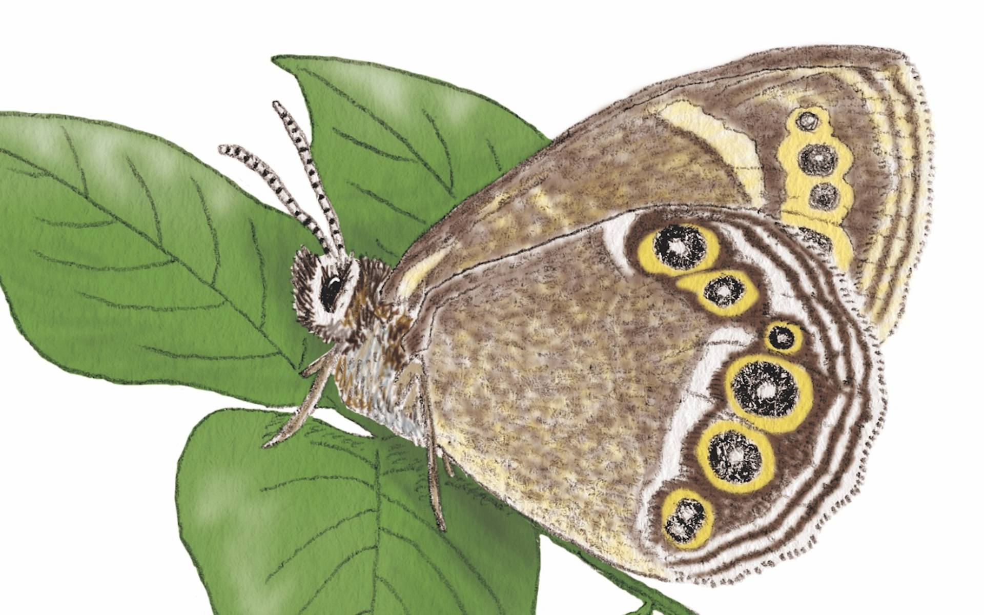 Lopinga achine disegno Flavio Del Fante