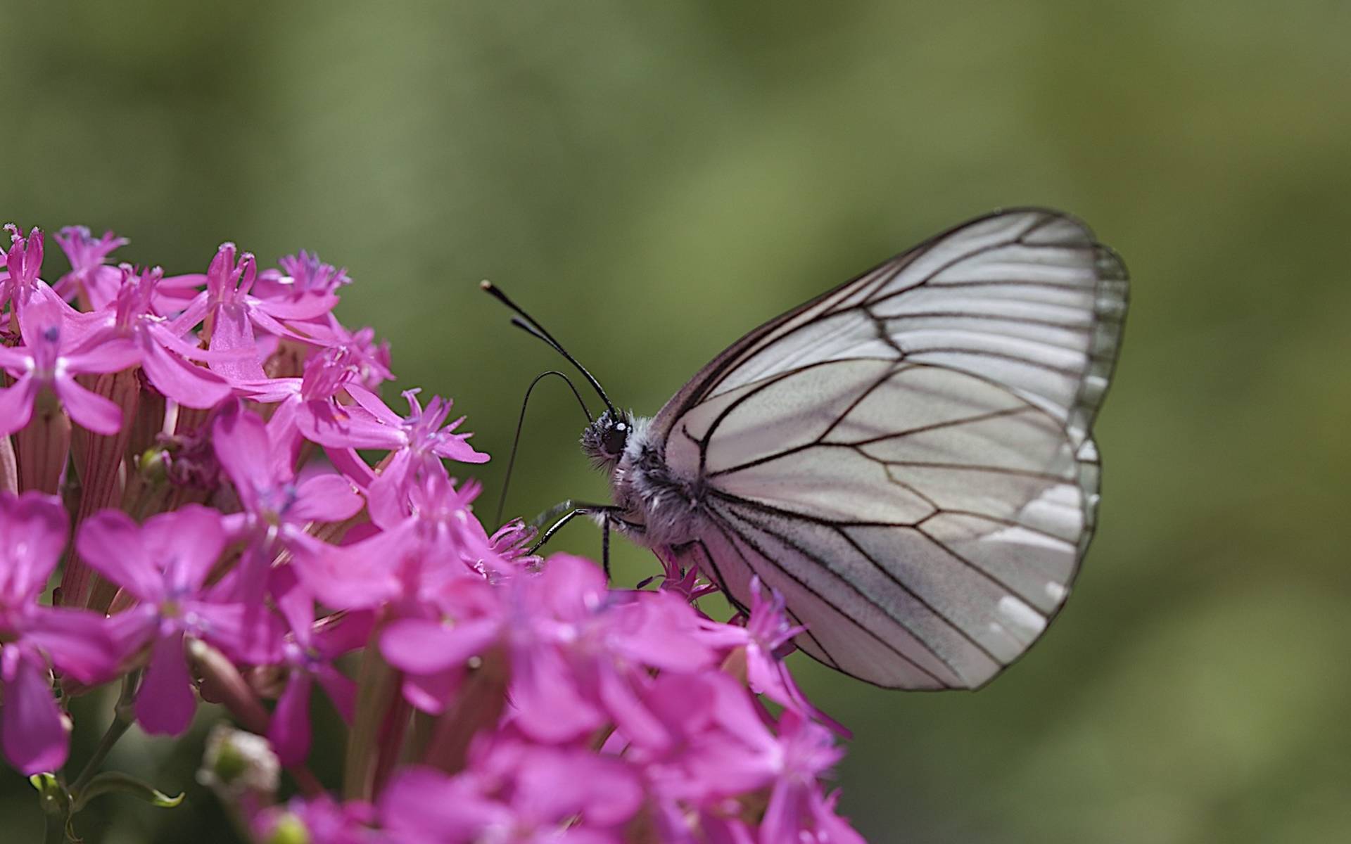 Pieride del biancospino su Silene armeria © Andrea Persico