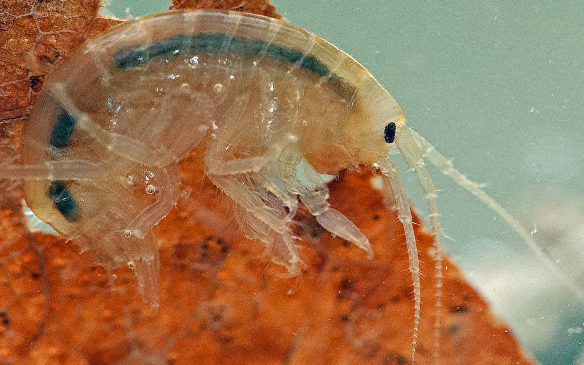 Gammaro dei fossi © Verena Lubini