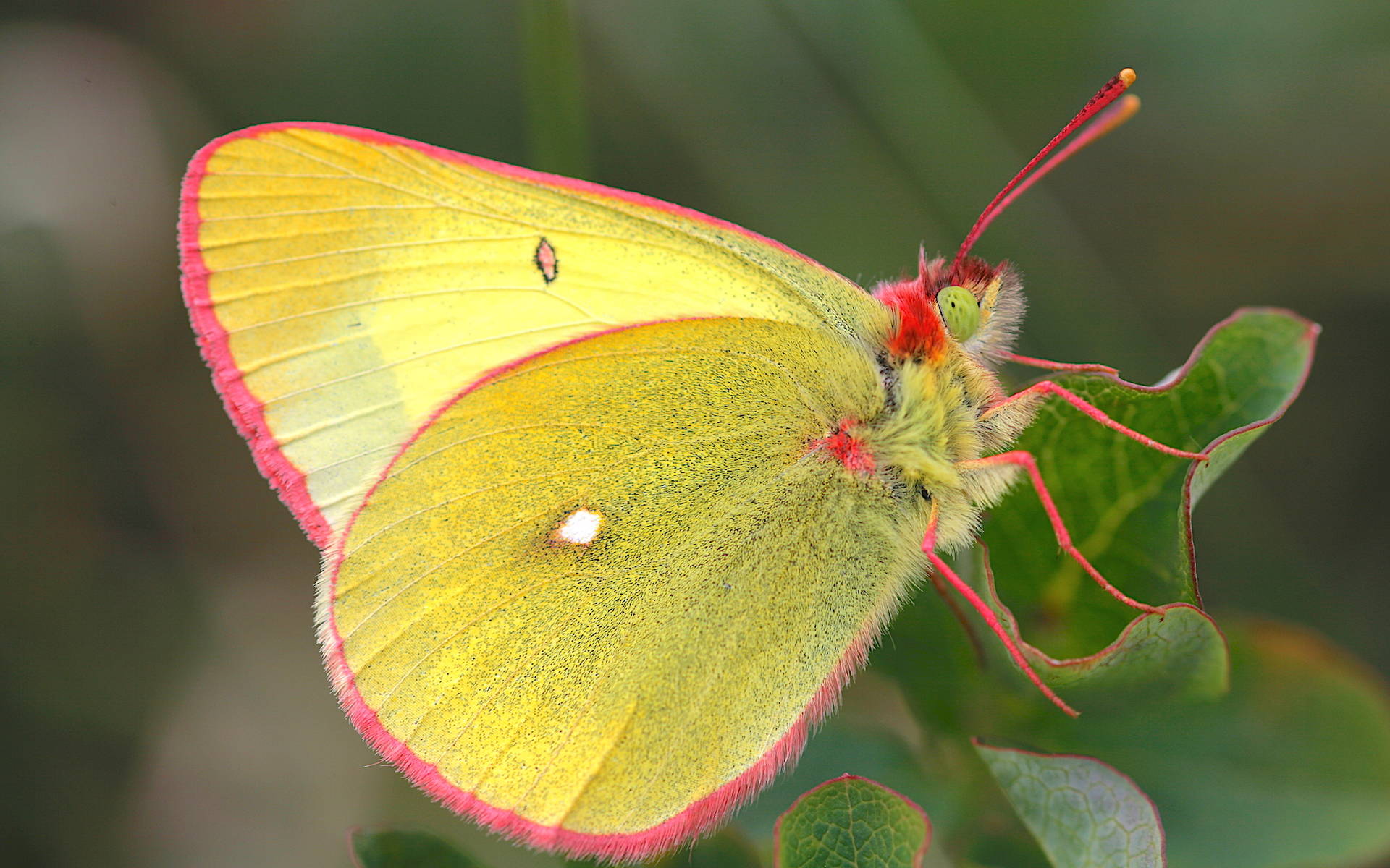 Colias palaeno maschio © Andrea Persico