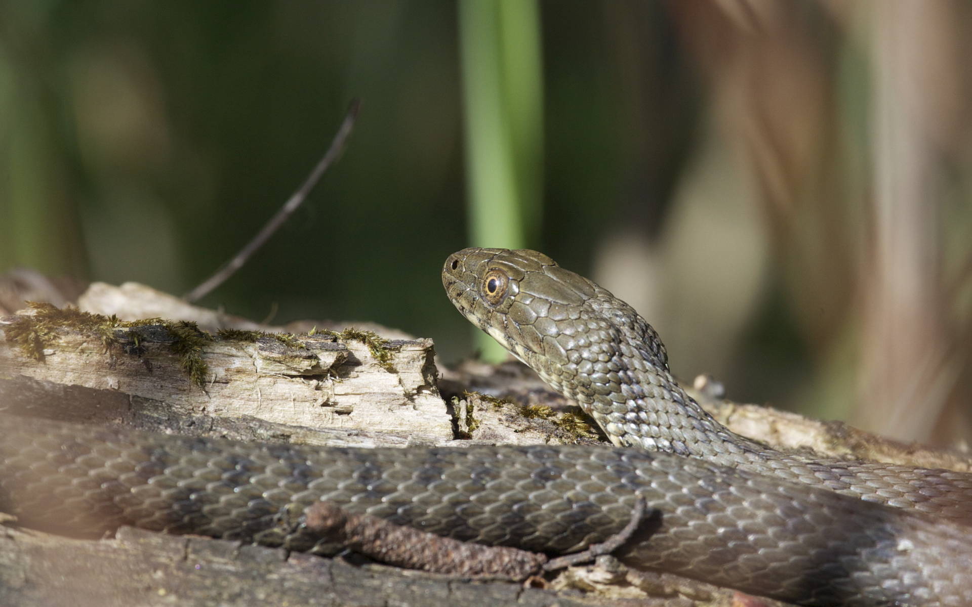 Natrice tassellata © Andrea Persico