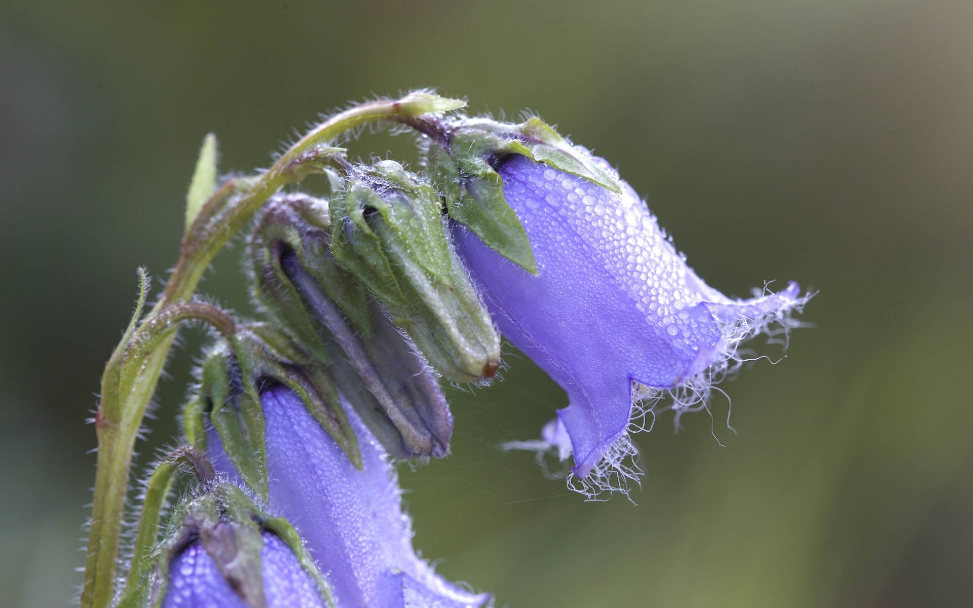 Campanula barbata © Andrea Persico