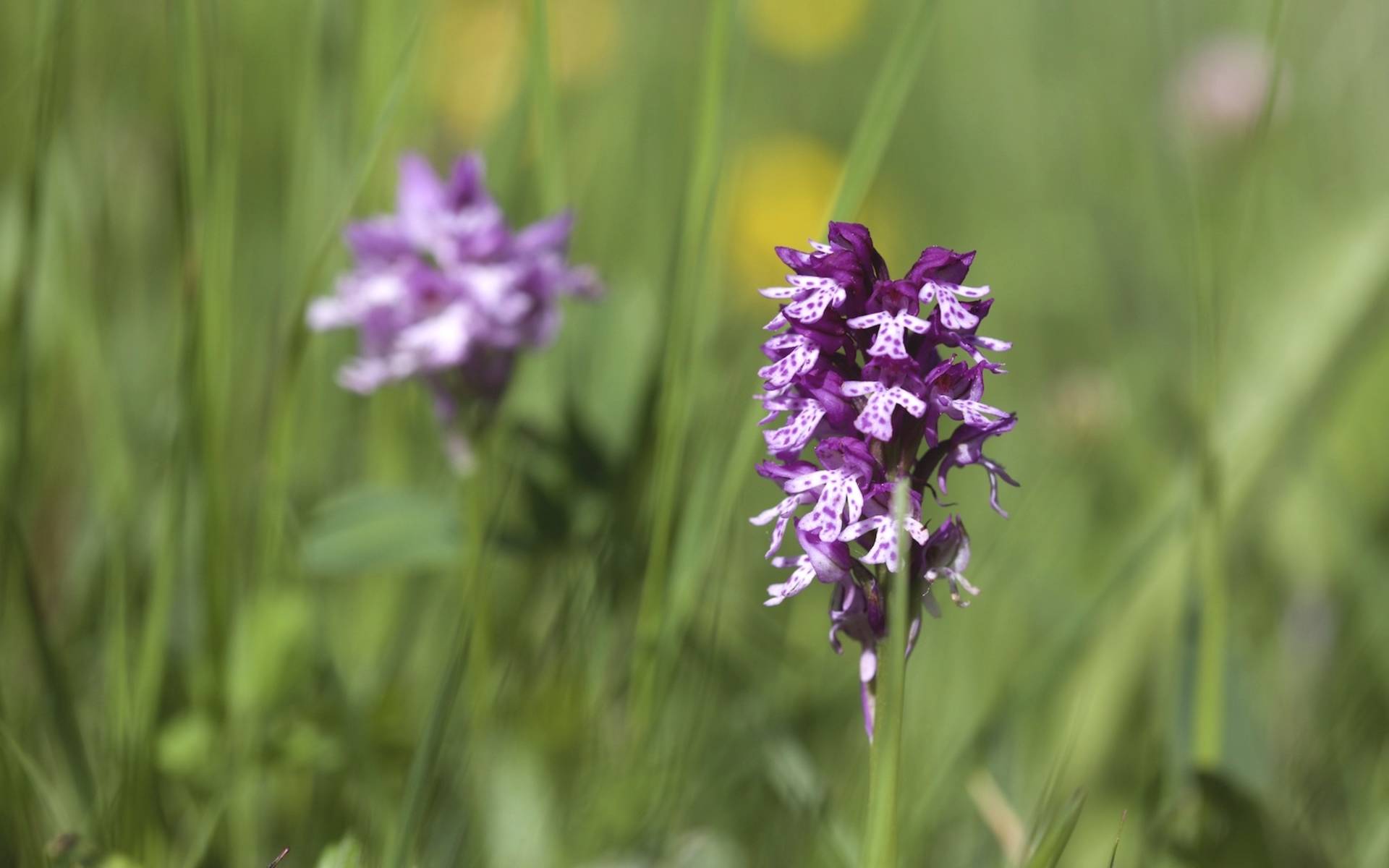 Orchis ustulata ibrida © Andrea Persico