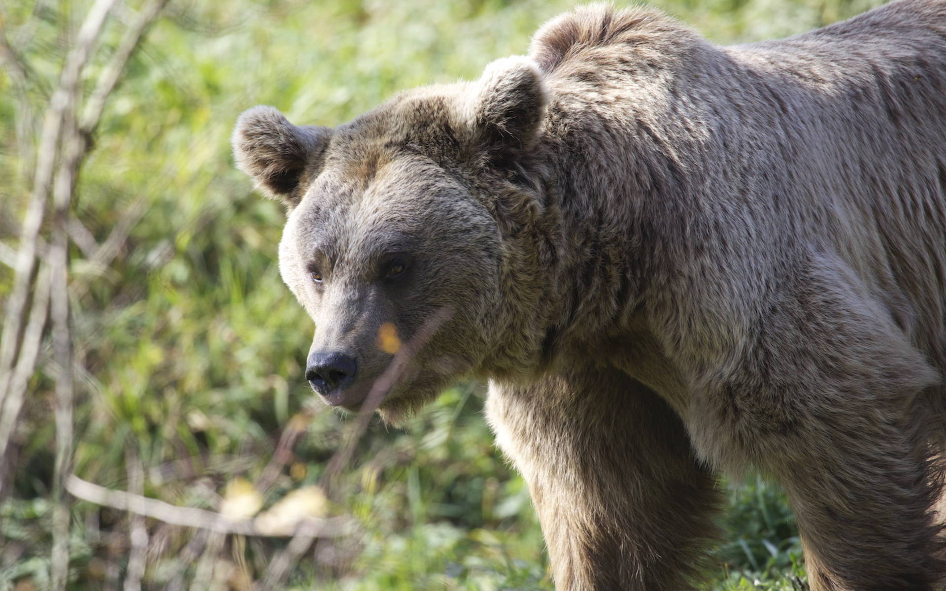 Orso bruno © Andrea Persico