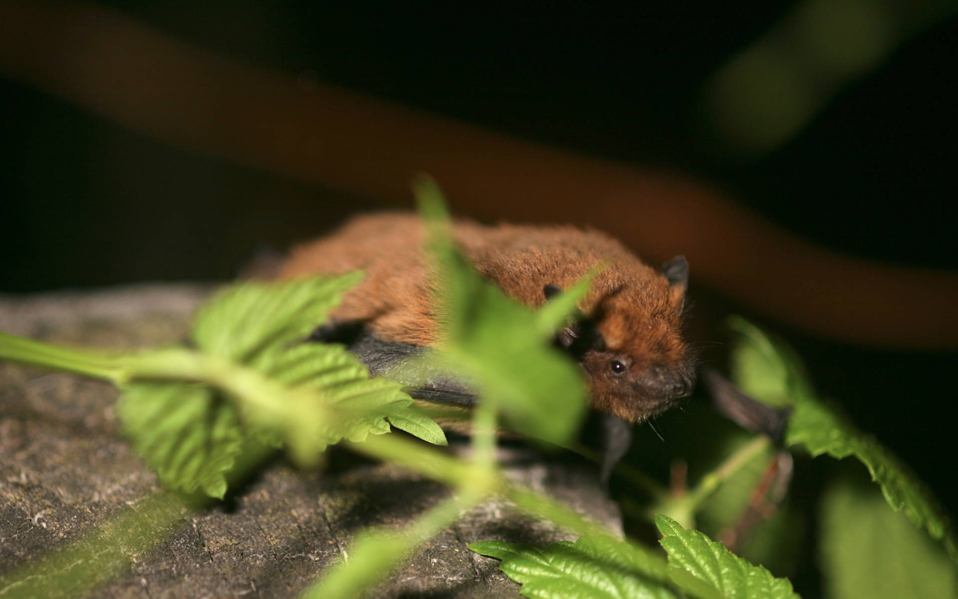 Pipistrello albolimbato © Andrea Persico