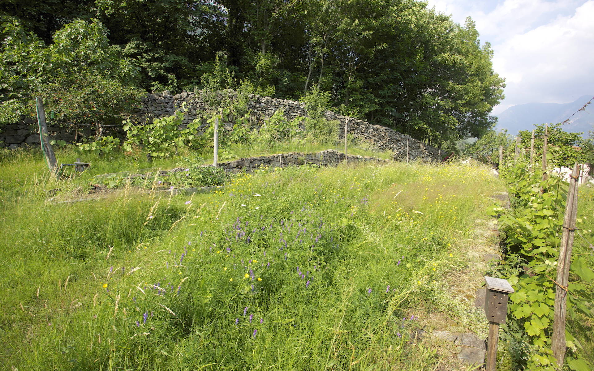 Giardino naturale © Andrea Persico