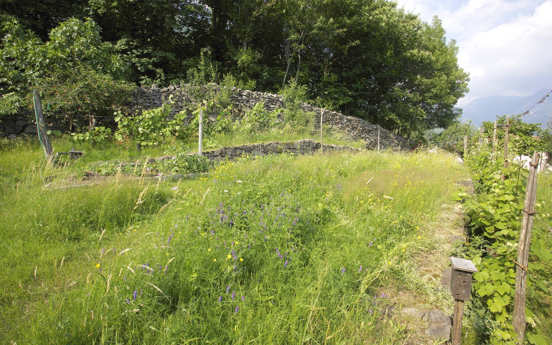 Giardino naturale © Andrea Persico
