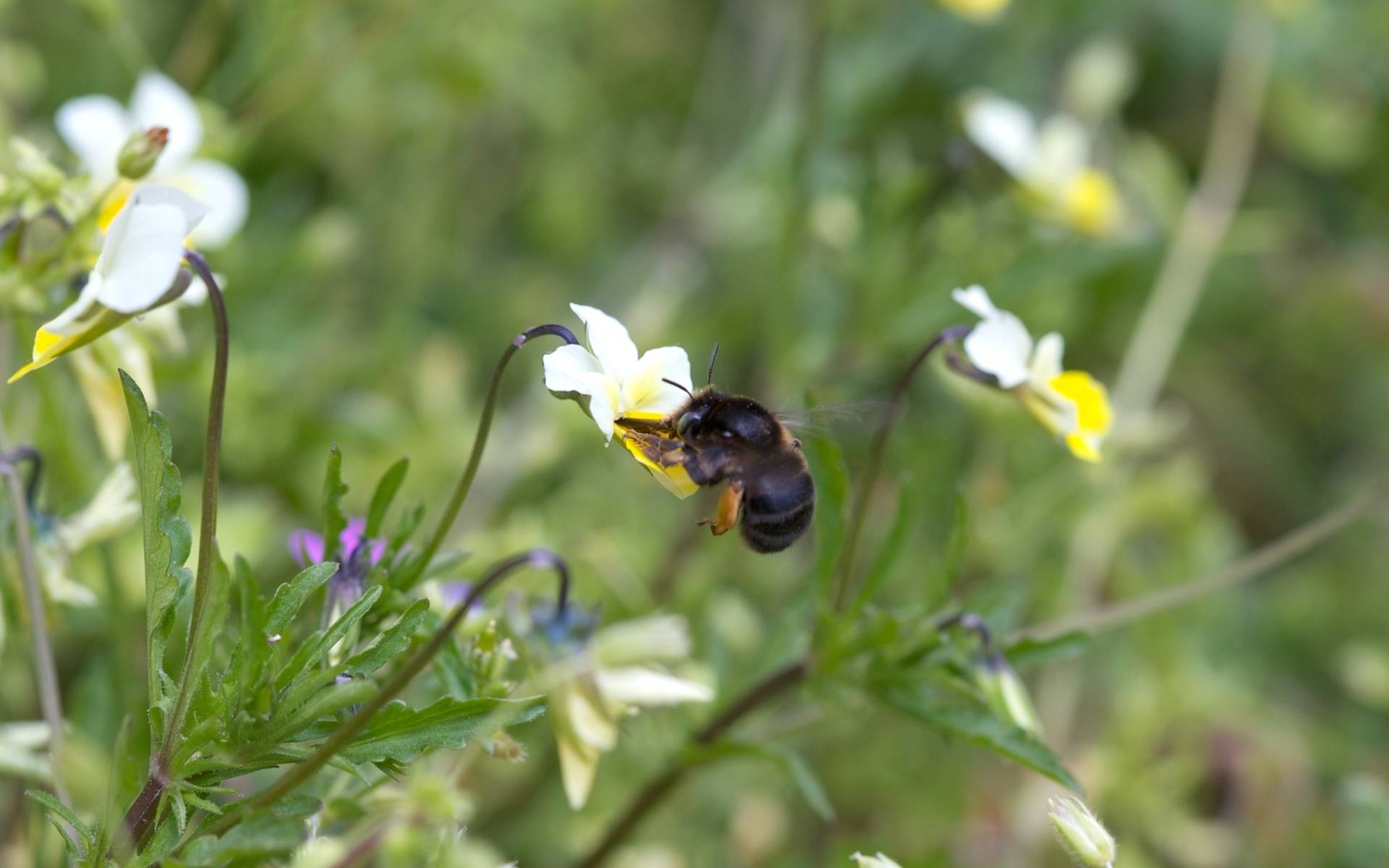 Ape selvatica su viola © Andrea Persico