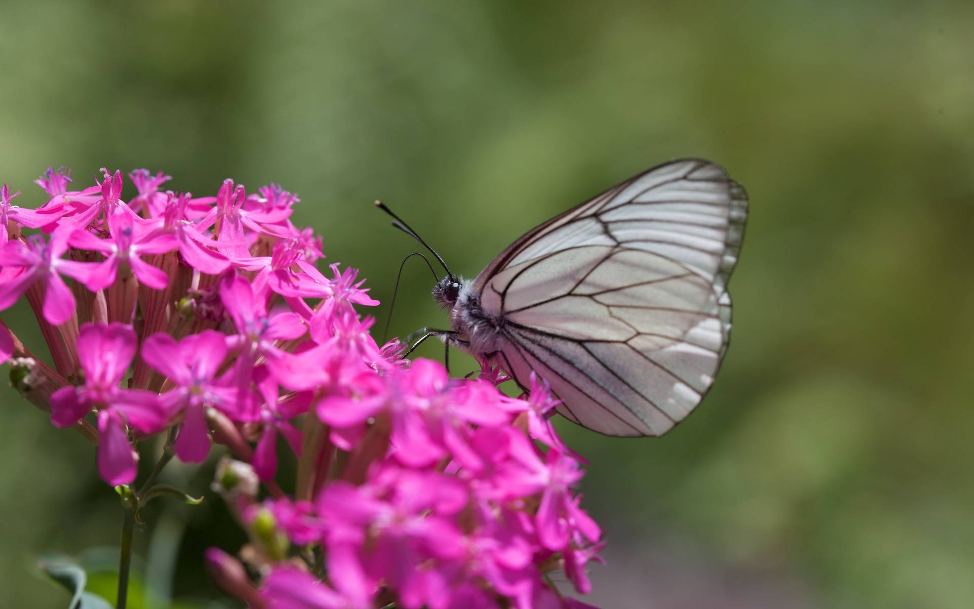 Silene armeria e Aporia crataegi © Andrea Persico